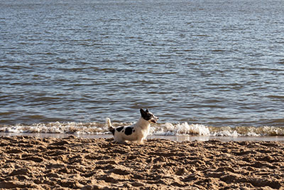Hund Strand